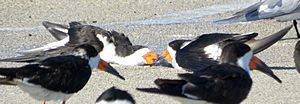 BlackSkimmers mingling