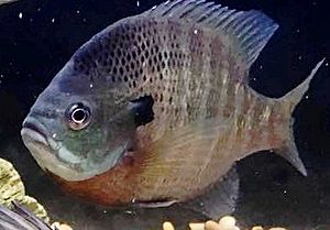 Bluegill - Lepomis macrochirus from Rend Lake, IL