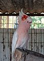 Cacatua leadbeateri