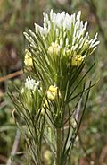 Castilleja lineariiloba.jpg