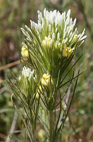 Castilleja lineariiloba.jpg