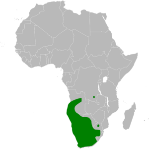 Chersomanes albofasciata distribution map.png