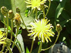 Crepis sibirica0