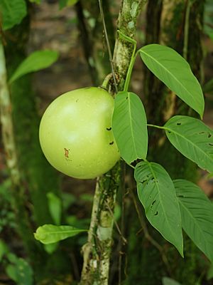 Crescentia cujete (fruit and foilage).jpg