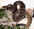 Crotalus atrox CDC