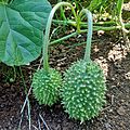 Cucumis anguria, Fruits 02