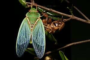 Cyclochila australasiae 