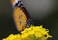 Danaus chrysippus Portrait