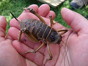 Deinacrida rugosa NZ.jpg