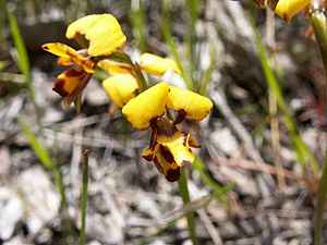 Diuris laxiflora (01).jpg