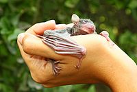 Egyptian fruit bat baby