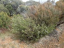 Eremophila lehmanniana (habit)