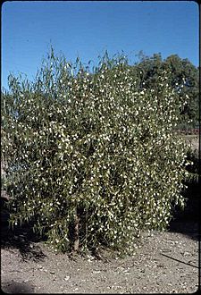 Eremophila santalina habit