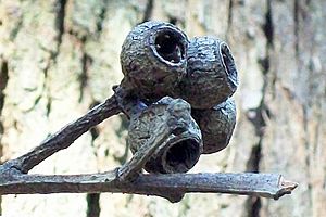 Eucalyptus pilularis gumnuts