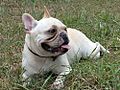 FrenchBulldog