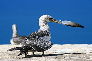 Gannet