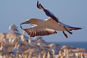 Gannet coming in.jpg