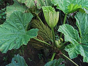 Gunnera petaloïdea (4743768827).jpg