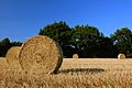 Harvest Straw Bales in Schleswig-Holstein