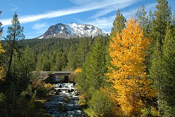 Hat Creek cottonwoods (9167727301).jpg