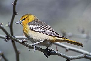 Icterus galbula1.jpg