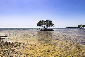 Indian Key Pass Ten Thousand Islands Area