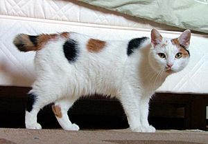 Japanese Bobtail looking like Manx