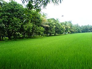 Konaseema greenery 1