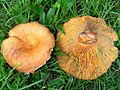 Lactarius deliciosus 1 (1)