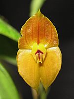 Lepanthes Ophelma.jpg