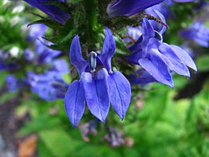 Lobelia siphilitica Lobelia wielka 01.jpg