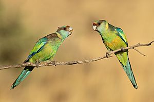 Mallee ringneck 42 - Patchewollock.jpg