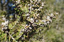 Melaleuca strobophylla fruit