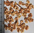 Metasequoia glyptostroboides seeds, by Omar Hoftun