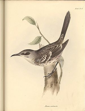 Mimus melanotis