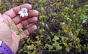 Mint bush (Prostanthera megacalyx)