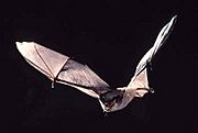 Myotis grisescens USFWS.jpg