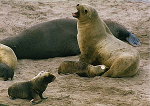 New zealand sea lion nursing