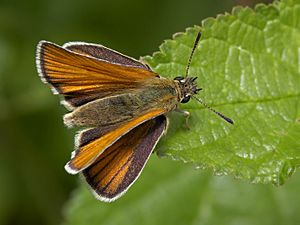 Ochlodes sylvanus MichaD