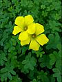 Oxalis-pes-caprae-36-Zachi-Evenor