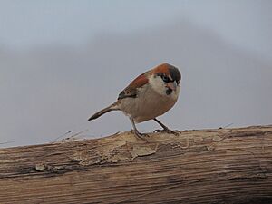 Passer Iagoensis, monte verde