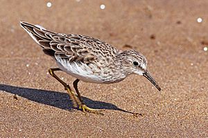 Pectoral-sandpiper-floreana.jpg