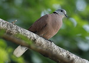 Red Collared-Dove