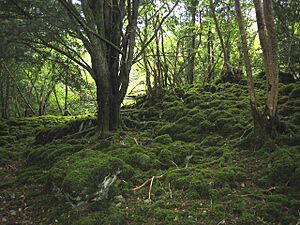 Reenadinna Yew Wood1