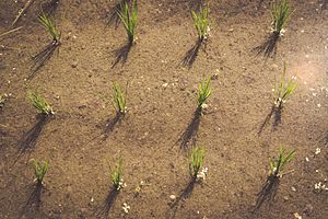 Rice Paddy Closeup