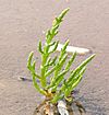 Salicornia europaea.jpg