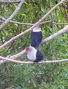 Seychelles Blue Pigeon