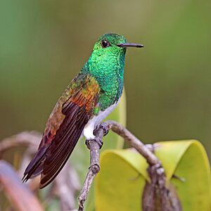 Snowy-bellied hummingbird (Amazilia edward niveoventer) 2.jpg