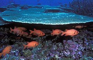 Soldierfish, Baker Island NWR