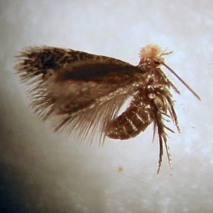 Stigmella ogygia.jpg